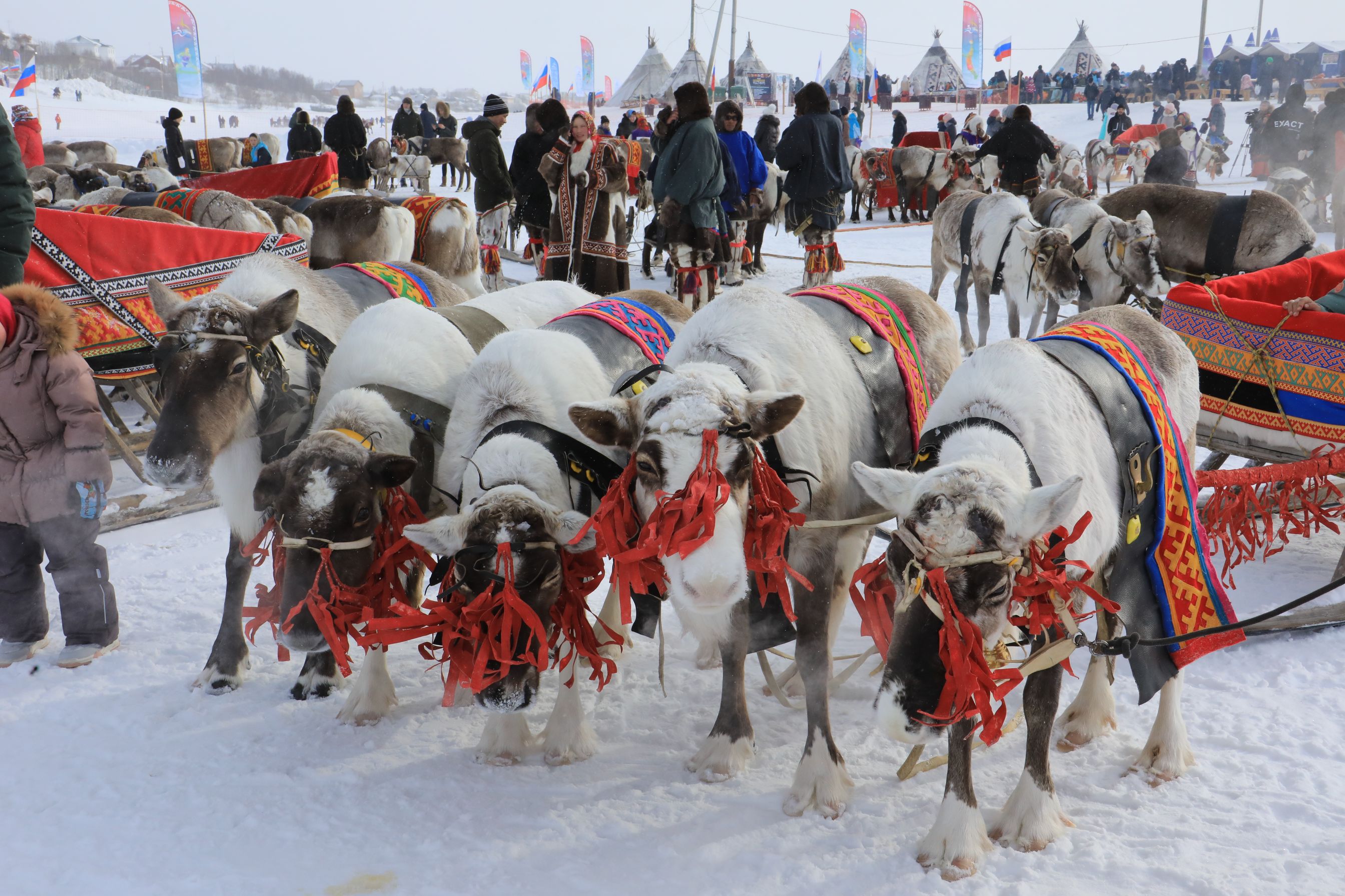 Reindeer 01 Reindeer 01